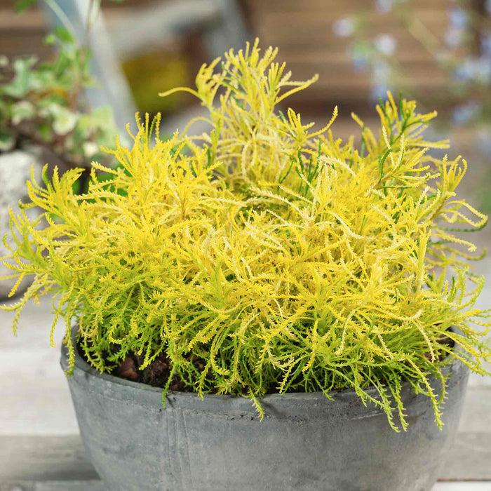 Santolina rosmarinifolia 'Lemon Fizz'