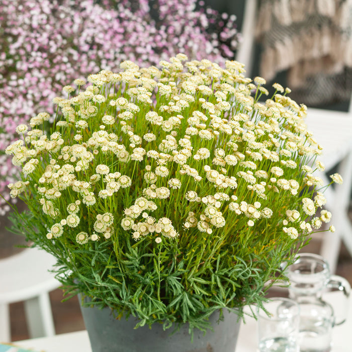 Santolina rosmarinifolia 'Lemon Fizz'