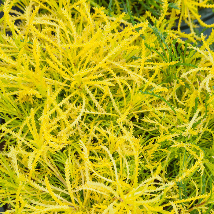 Santolina rosmarinifolia 'Lemon Fizz'
