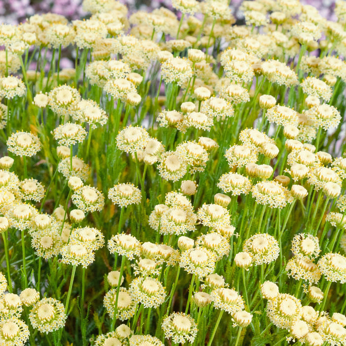 Santolina rosmarinifolia 'Lemon Fizz'