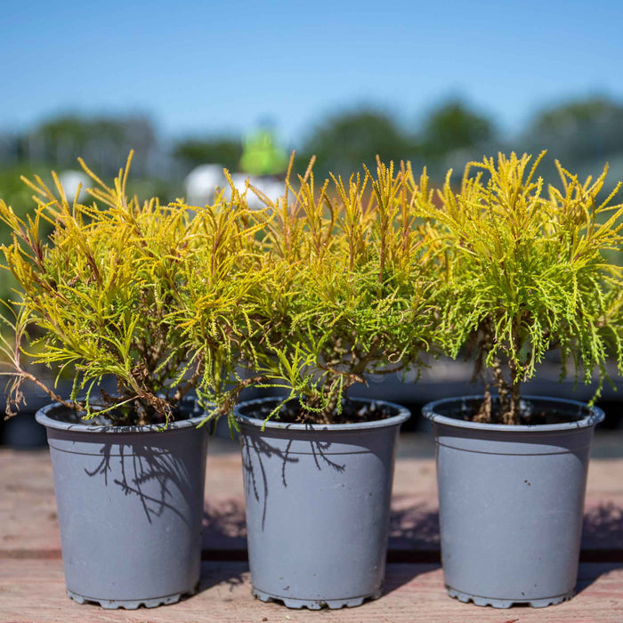 Santolina rosmarinifolia 'Lemon Fizz'