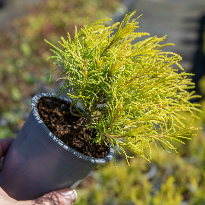 Santolina rosmarinifolia 'Lemon Fizz'