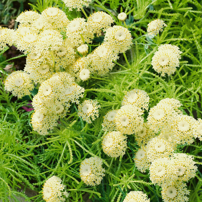 Santolina rosmarinifolia 'Lemon Fizz'