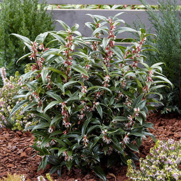 Sarcococca Hookeriana 'Winter Gem®'