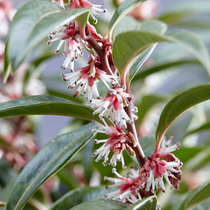 Sarcococca Hookeriana 'Winter Gem®'