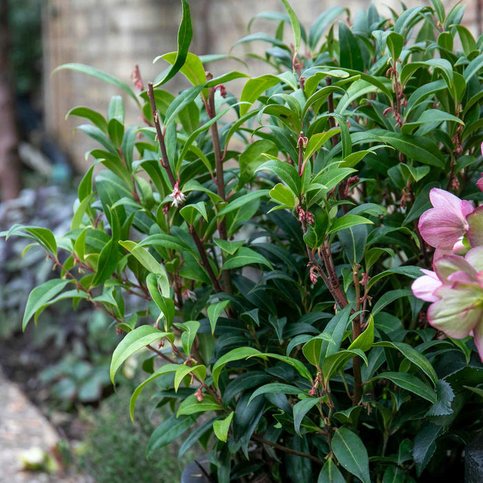 Sarcococca Hookeriana 'Winter Gem®'