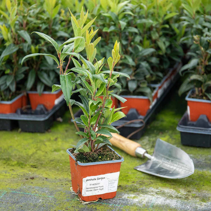 Sarcococca Hookeriana 'Winter Gem®'