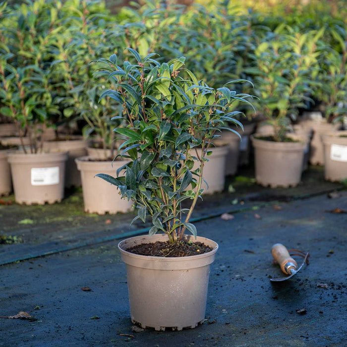 Sarcococca Hookeriana 'Winter Gem®'