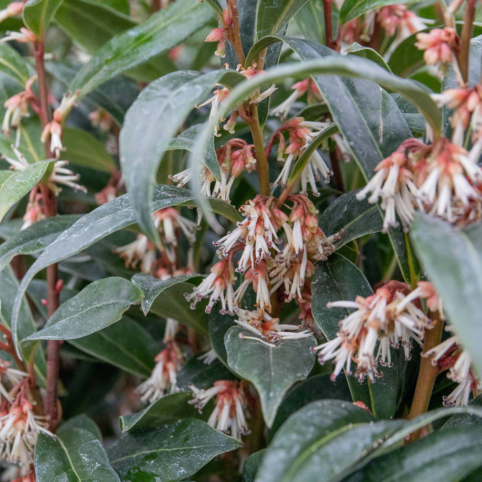 Sarcococca Hookeriana 'Winter Gem®'