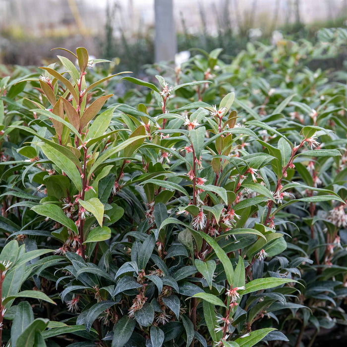 Sarcococca Hookeriana 'Winter Gem®'