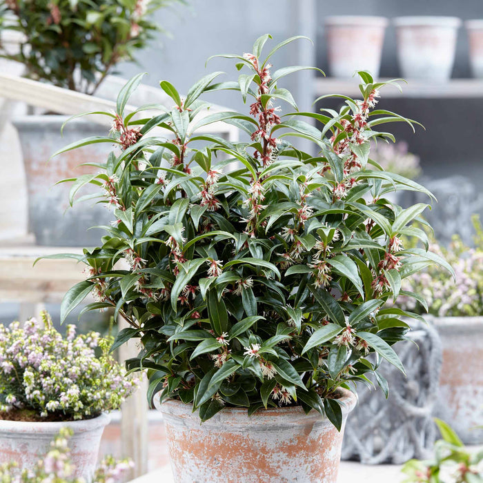 Sarcococca Hookeriana 'Winter Gem®'