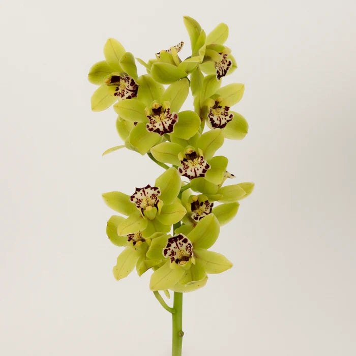 Sassy Green Mini Cymbidium Orchids Stem - Image