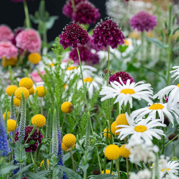 Scabious 'Blackberry Scoop'