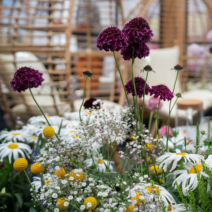 Scabious 'Blackberry Scoop'