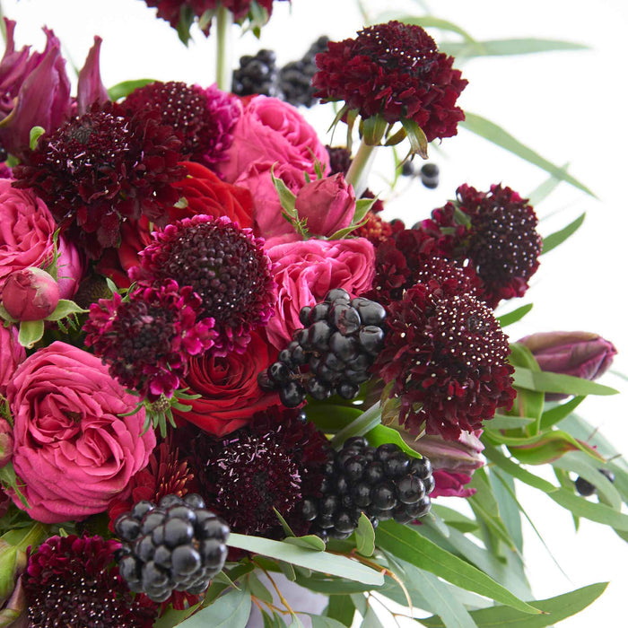 Scabious 'Blackberry Scoop'