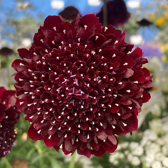 Scabious 'Blackberry Scoop'