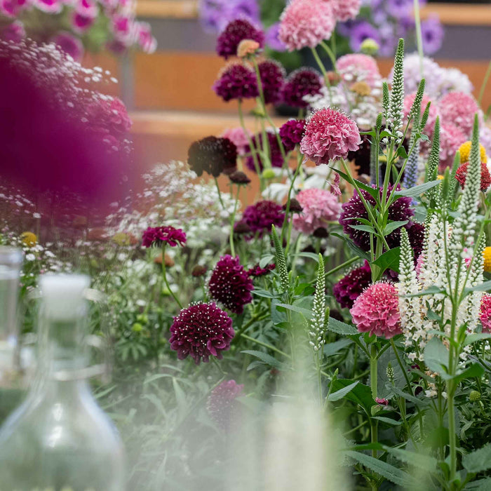 Scabious 'Blackberry Scoop'