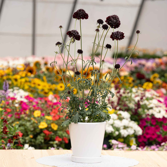 Scabious 'Blackberry Scoop'