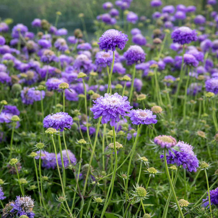 Scabious 'Blue Note'