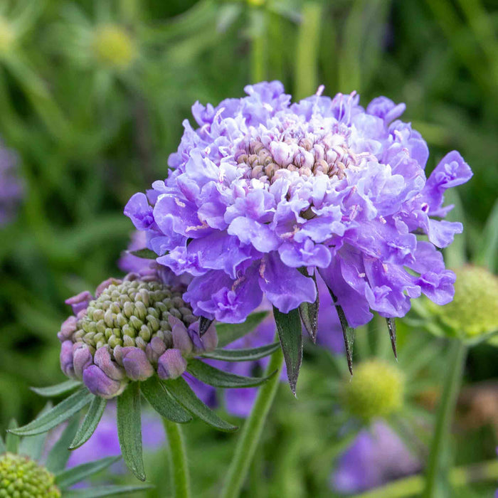 Scabious 'Blue Note'