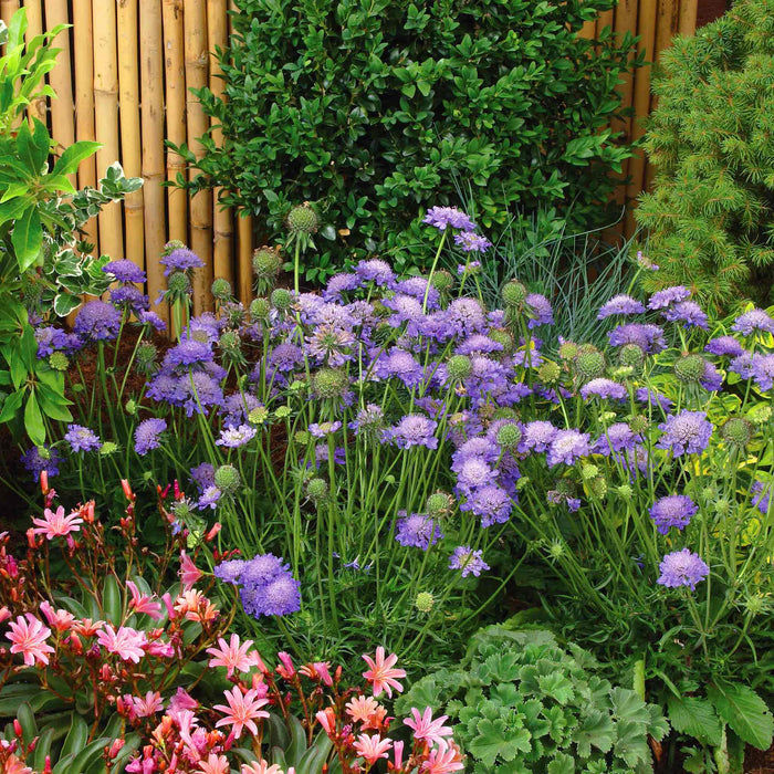 Scabious 'Blue Note'