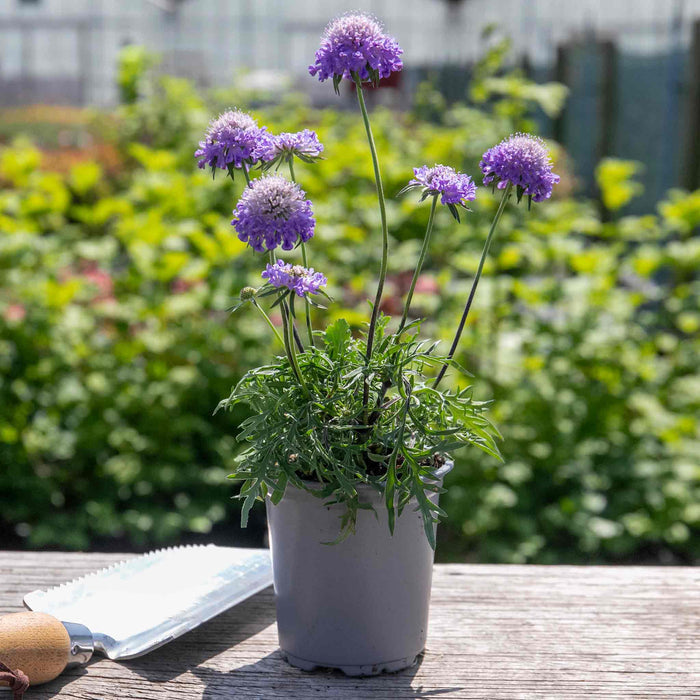 Scabious 'Blue Note'