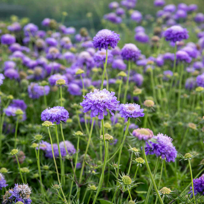 Scabious 'Blue Note'