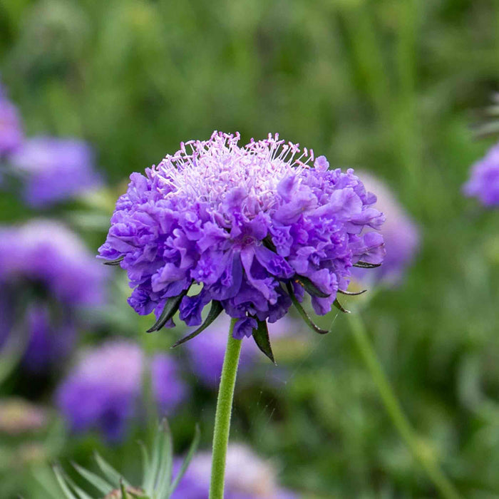 Scabious 'Blue Note'