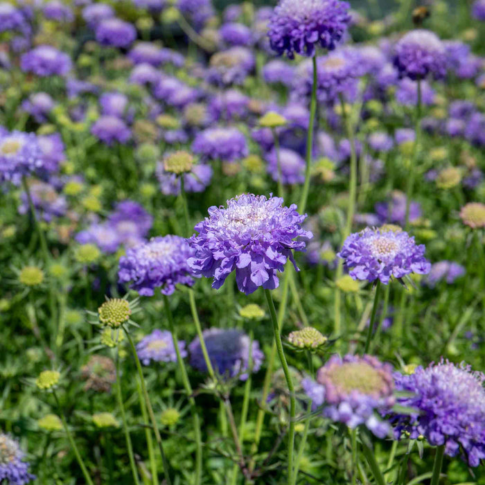Scabious 'Blue Note'