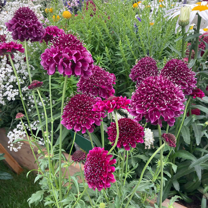 Scabious 'Dark Purple Scoop'