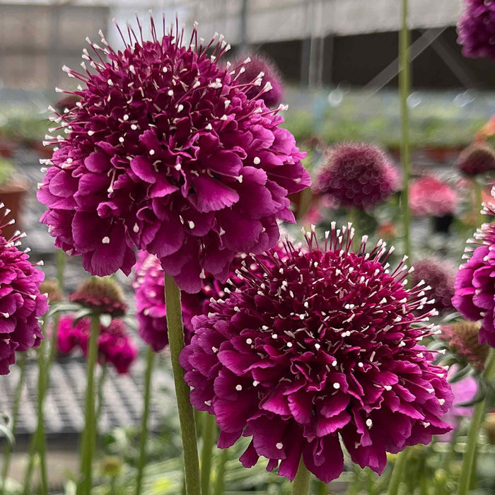 Scabious 'Dark Purple Scoop'