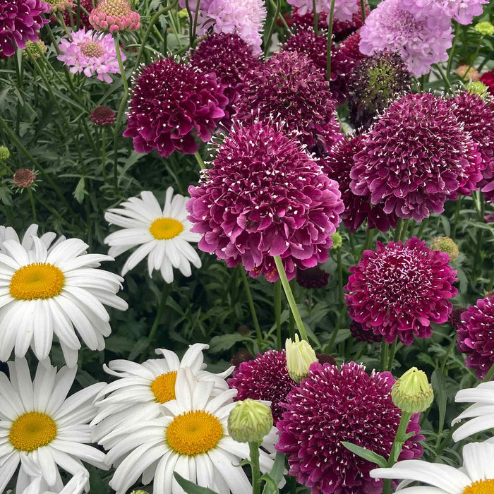 Scabious 'Dark Purple Scoop'