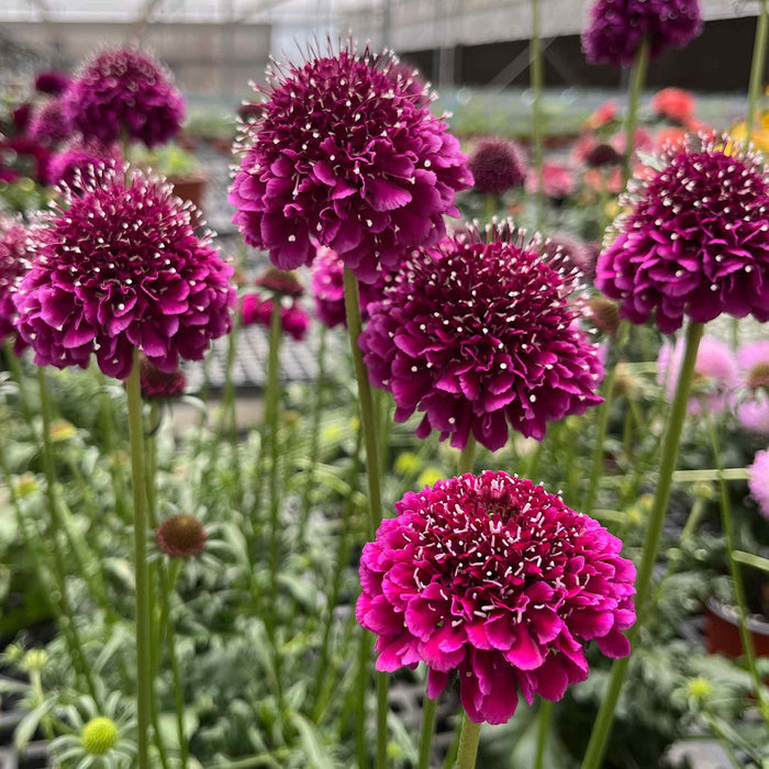 Scabious 'Dark Purple Scoop'