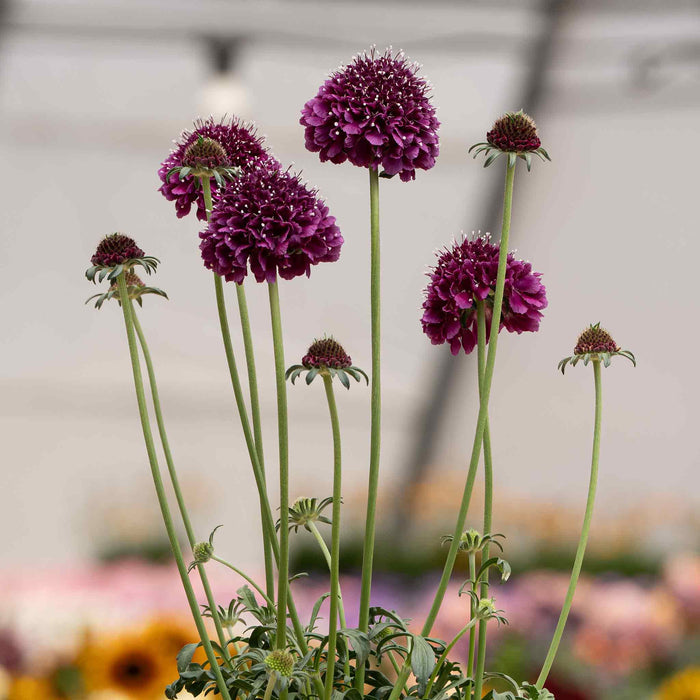 Scabious 'Dark Purple Scoop'