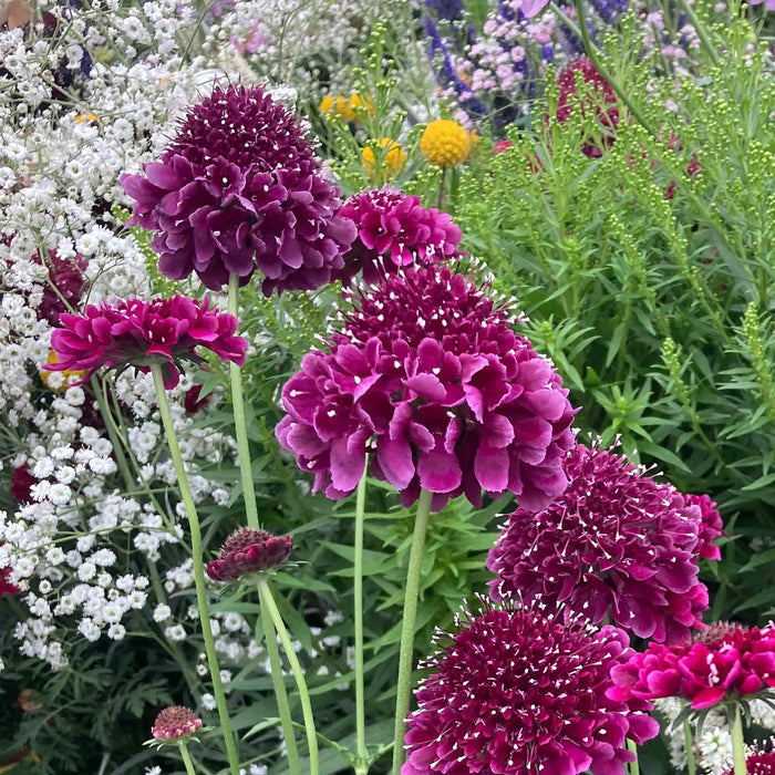 Scabious 'Dark Purple Scoop'