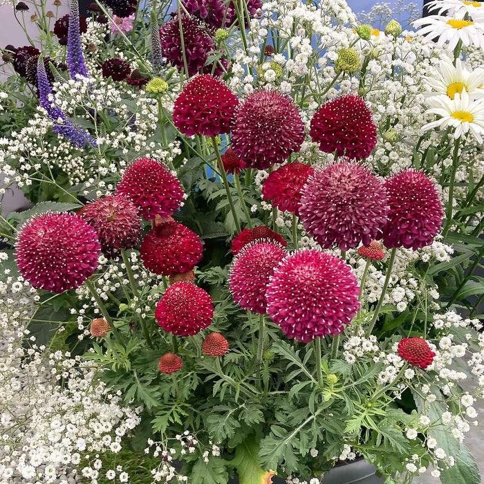 Scabious 'Raspberry Scoop'