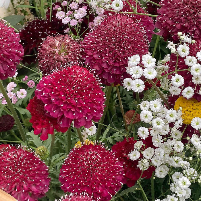 Scabious 'Raspberry Scoop'