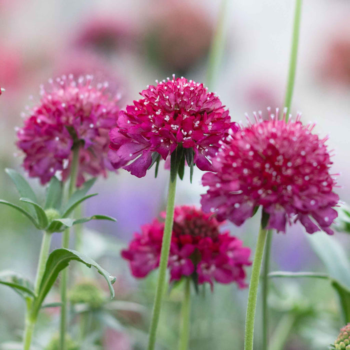 Scabious 'Raspberry Scoop'