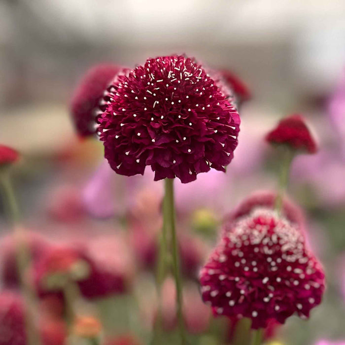 Scabious 'Raspberry Scoop'