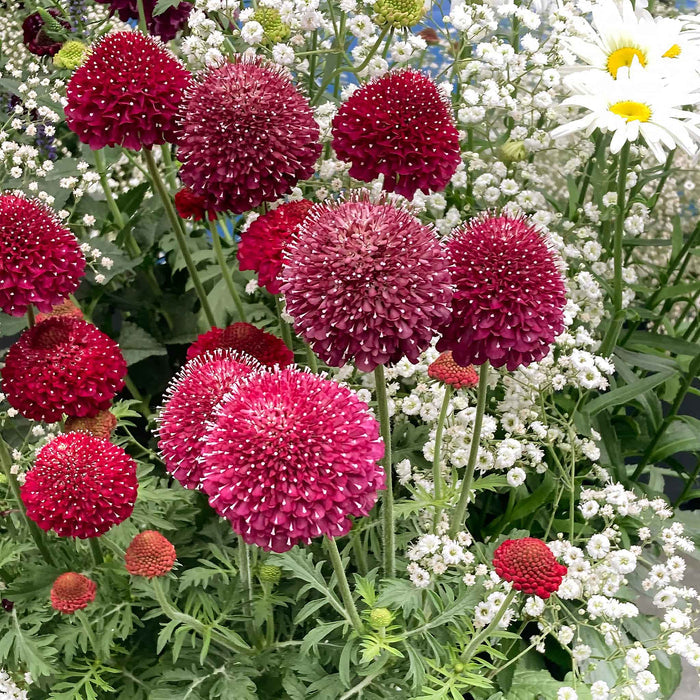 Scabious 'Raspberry Scoop'