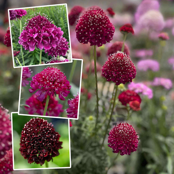 Scabious 'Scoop Collection'