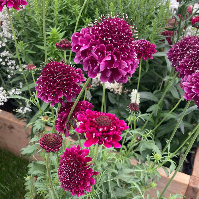 Scabious 'Scoop Collection'