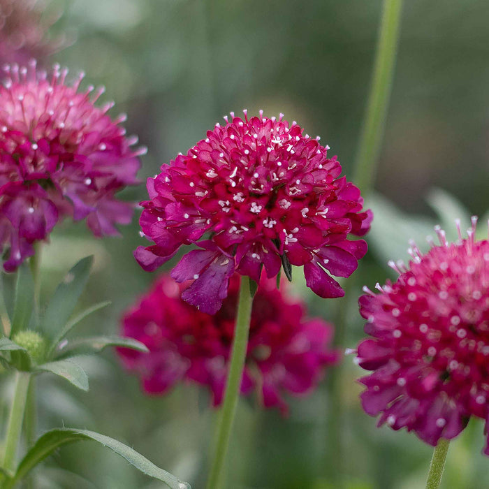 Scabious 'Scoop Collection'