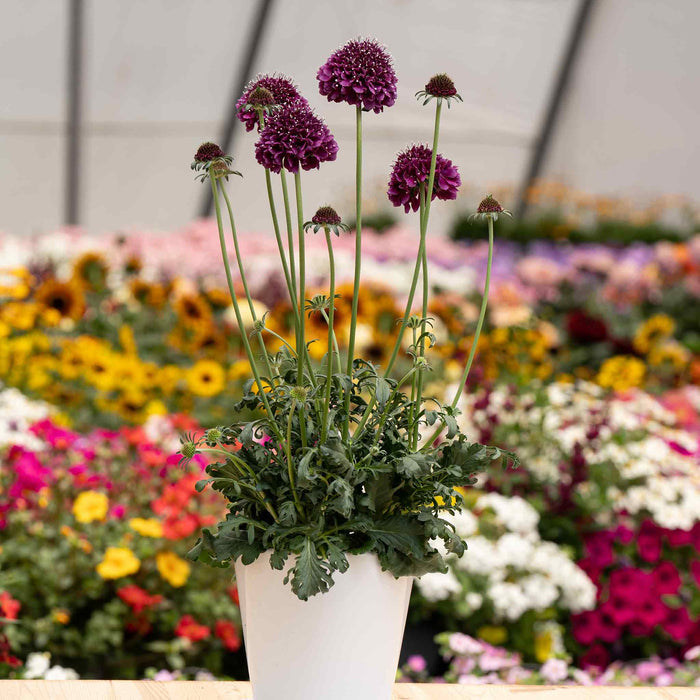 Scabious 'Scoop Collection'