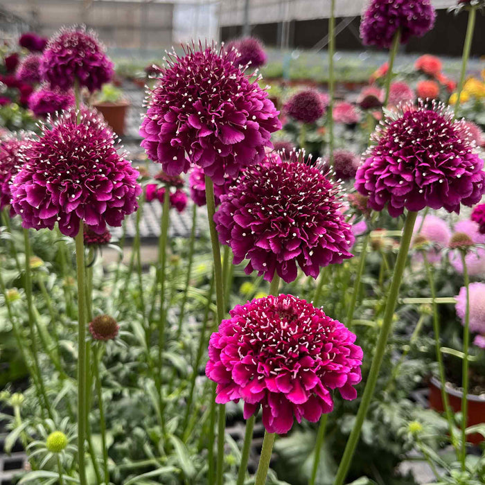Scabious 'Scoop Collection'