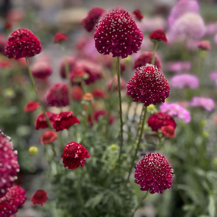 Scabious 'Scoop Collection'