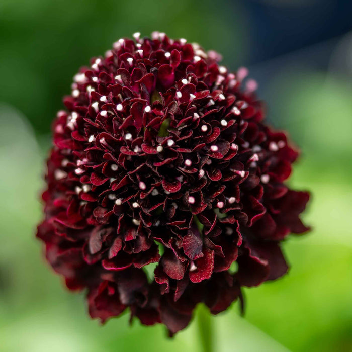 Scabious 'Scoop Collection'
