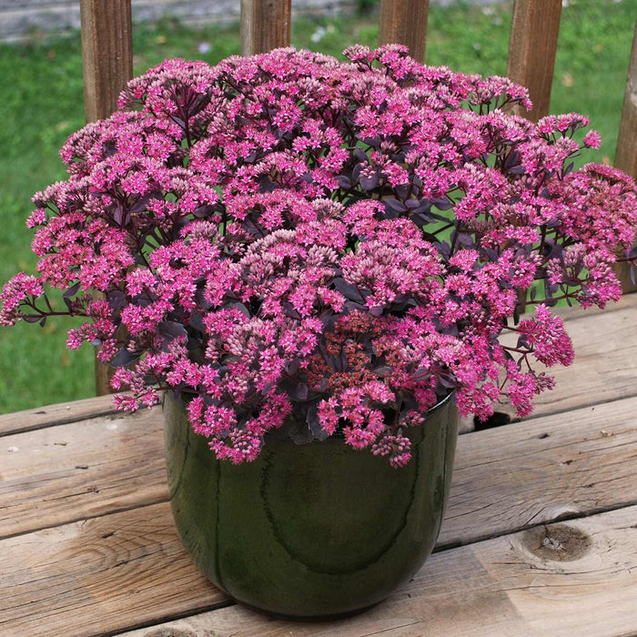 Sedum 'Sunsparkler Dazzleberry'