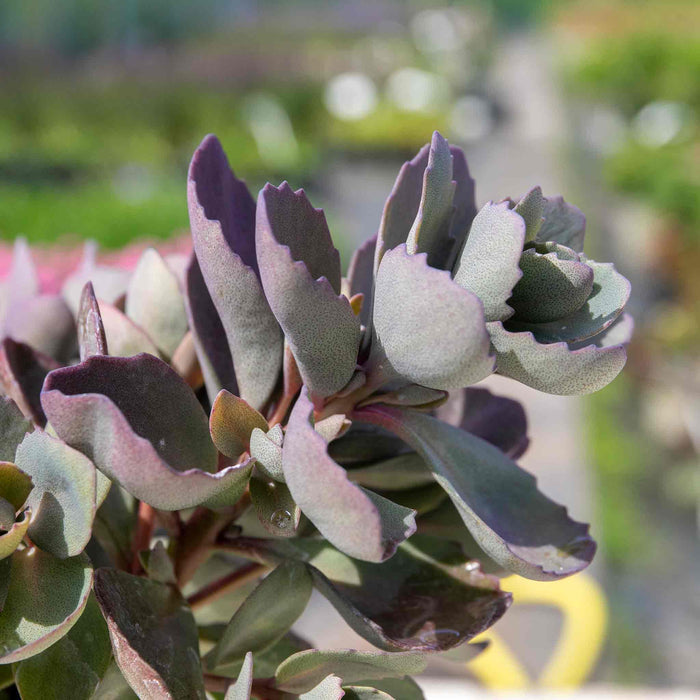 Sedum 'Sunsparkler Dazzleberry'