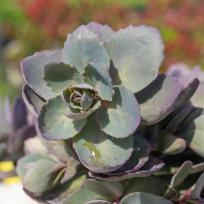 Sedum 'Sunsparkler Dazzleberry'